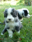 Bearded Collie / klie - krsn kluci s PP