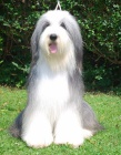 Bearded Collie / klie - krsn kluci s PP