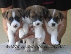 Jack Russell Terrier s PP