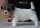 Jack Russell Terrier s PP