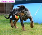 Beauceron tn s PP-harlekn pejsek ihned k odbru