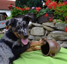 Beauceron tn s PP-harlekn pejsek ihned k odbru