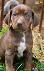 Catahoula - Louisinsk leopard pes s PP