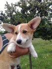 Welshcorgi pembroke tata prodm