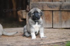 Kangal-Anatolsk pasteveck pes (tata s PP)