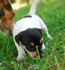 Jack Russel terier - prodm tnata JRT