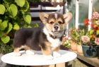 Welsh corgi pembroke - tn - pes s PP