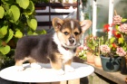 Welsh corgi pembroke - tn - pes s PP