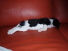 Kavalr King Charles panl