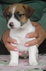 Jack Russell Terrier s PP