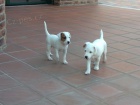 Parson (Jack) Russell Terrier s PP - teniatko