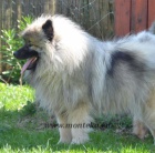 keeshond - vl pic