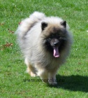 keeshond - vl pic