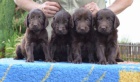 Flat coated retriever s PP - hnd ttka