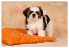 Shih Tzu ttka ( shi-tzu, si-cu, si-tzu )