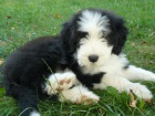 Bearded Collie / kolie