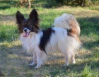 papillon kryt