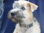 IRISH SOFT COATED WHEATEN TERIER