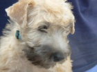 IRISH SOFT COATED WHEATEN TERIER