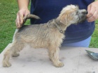 IRISH SOFT COATED WHEATEN TERIER