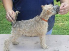 IRISH SOFT COATED WHEATEN TERIER