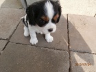Kavalr king charles panl