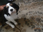 Kavalr king charles panl