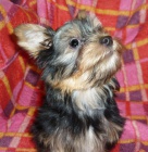 Jork��rsk� teri�r, �t���tko s geny biewer, choco a biro 