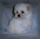 Malt�z��ek s pp