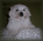 Malt�z��ek s pp