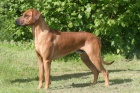 Rhodsk Ridgeback ttka s PP. 