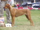 Rhodsk Ridgeback ttka s PP. 