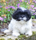 krsn tntka shih tzu