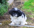 krsn tntka shih tzu