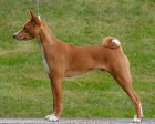 Basenji tn