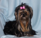 Jork��rsk� teri�r nesouc� i geny Biewery,PP IBC