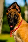 ata Malinois