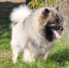 vl�� �pic keeshond