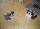 Prodm Shih tzu