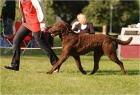 Chesapeake bay retriever