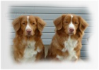 Koupm FENU Nova Scotia duck tolling retriever