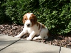 Welsh Springer Spaniel  tata s PP