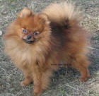 n�meck� �pic trpasli�� pomeranian