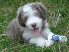 Bearded Collie - vzcn plav ttka s PP