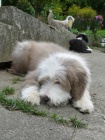 Bearded Collie - vzcn plav ttka s PP