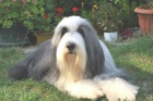 Bearded Collie - vzcn plav ttka s PP