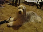 Bearded Collie - vzcn plav ttka s PP