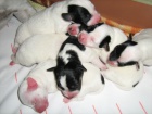 JRT 7 trpaslk