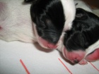 JRT 7 trpaslk