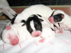 JRT 7 trpaslk